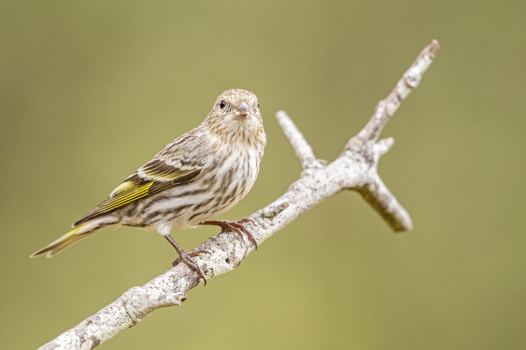 Pine Siskin Louisiana